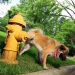 Disuria (emissione difficoltosa dell'urina) nel cane: sintomi e cura