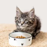 Perdita di peso nel gatto: cause sottostanti e approcci terapeutici