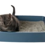 Uretrite nel gatto: cause, sintomi, diagnosi e trattamento