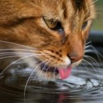 rp_urolitiasi_gatto.jpg