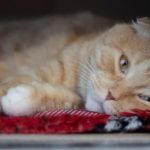 Dolore nel gatto: sintomi, cause, diagnosi e terapia