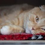 dolore nel gatto