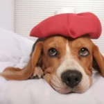 febbre cane