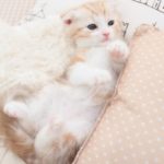 Flatulenza nel gatto: cause, diagnosi e trattamento