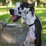 Polidipsia e poliuria nel cane: cause e cura