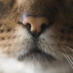 rp_rinite_sinusite_gatto.jpg