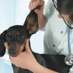 secrezione orecchio cane