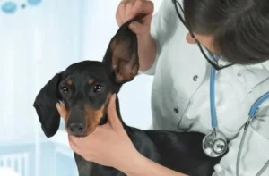 secrezione orecchio cane