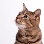 Rigurgito nel gatto: cause, diagnosi e cura
