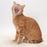 rp_alitosi_gatto.jpg