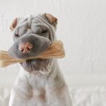 amiloidosi renale cane