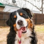 ipersalivazione cane