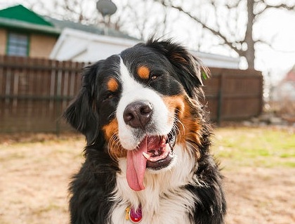 ipersalivazione cane