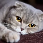 micoplasmosi emotrofica felina