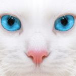 clamidiosi felina