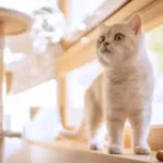 Disordini della motilità gastrica nel gatto: cause, sintomi e trattamento