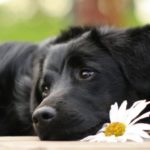 Distensione addominale nel cane: cause, sintomi, diagnosi e trattamento