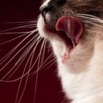 Perdita di appetito nel gatto: cause e strategie per gestire l'anoressia felina
