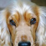 Acalasia cricofaringea nel cane: sintomi e trattamento