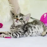 corpo estraneo gatto