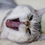 Esofagite nel gatto: cause, sintomi e trattamento