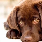 Insulinoma canino: sintomi, diagnosi, trattamento e prognosi