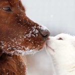 Come proteggere gli animali domestici dal freddo