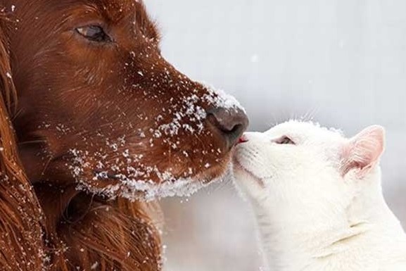 freddo e animali domestici
