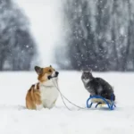 freddo e animali domestici