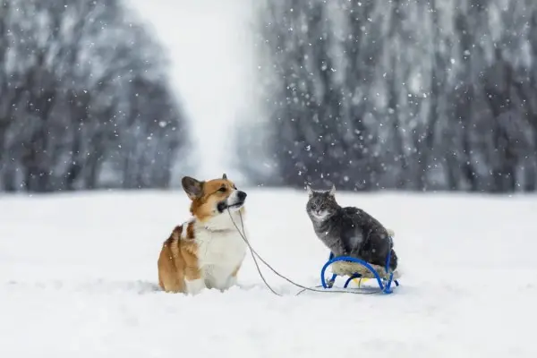 freddo e animali domestici