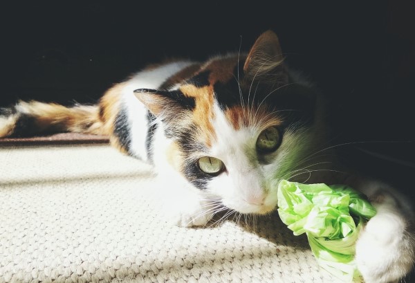 perché i gatti leccano i sacchetti di plastica