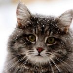 gatto nella neve