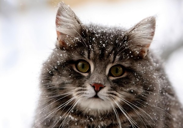 ipotermia nel gatto