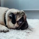 nausea cane