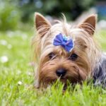 I migliori probiotici per cani
