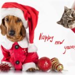 Capodanno: come proteggere gli animali domestici