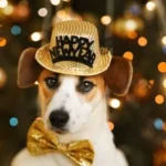 capodanno e animali domestici