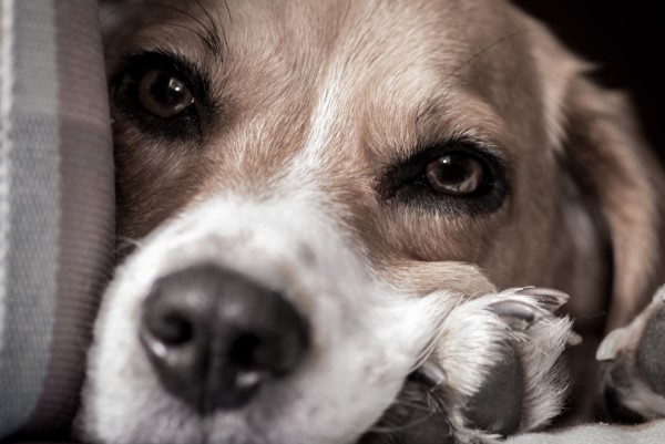 carenza di magnesio nel cane