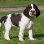 carenza mielina nel cane