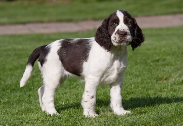 carenza mielina nel cane