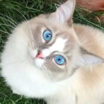 Iponatriemia e ipernatriemia nel gatto