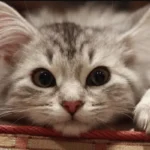cuore ingrossato gatto