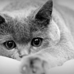 Depressione felina: come riconoscerla