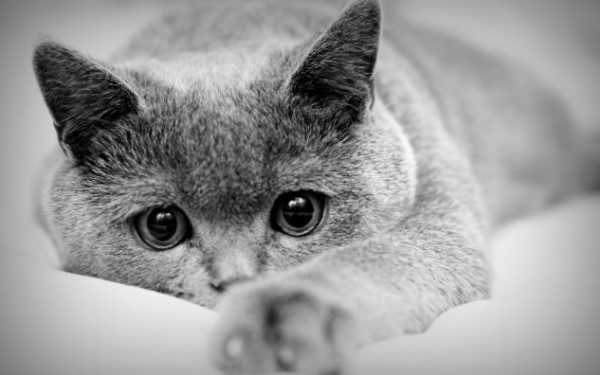 depressione nel gatto