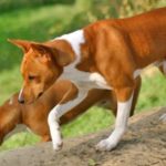 linfangiectasia cane