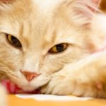 Salute del gatto: i sintomi da non ignorare