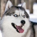 broncopneumopatia eosinofilica nel cane