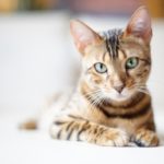 Seborrea nel gatto: cause e trattamento