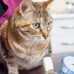 ipertensione nel gatto