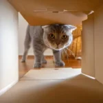 Perché ai gatti piacciono le scatole?